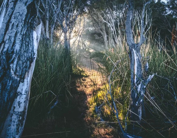 森の中の美しい木々に輝く太陽の光 — ストック写真
