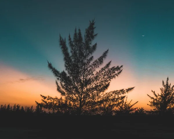 Bela árvore em uma colina com o pôr do sol no fundo capturado no Brasil — Fotografia de Stock