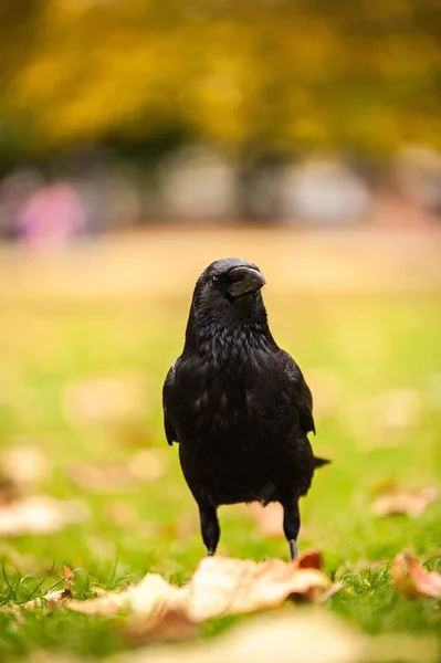 Primer plano vertical de un cuervo negro de pie sobre la hierba con fondo borroso —  Fotos de Stock