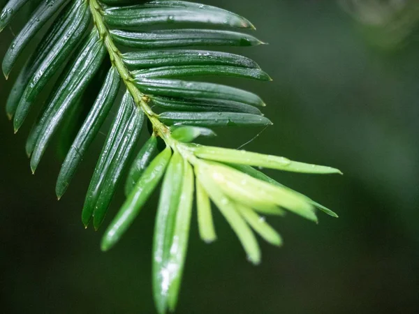 Κοντινό πλάνο επιλεκτική εστίαση ενός πράσινου φυτού που αναπτύσσεται στη μέση ενός δάσους — Φωτογραφία Αρχείου