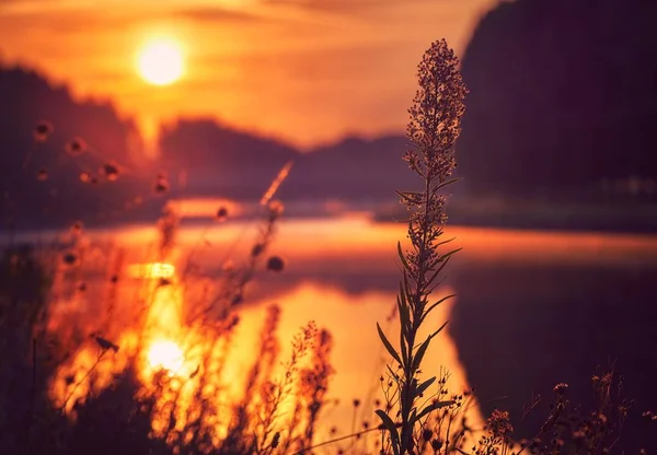 Zdjęcia z bliska pięknych roślin z zapierającym dech w piersiach widokiem na zachód słońca i morze w tle — Zdjęcie stockowe