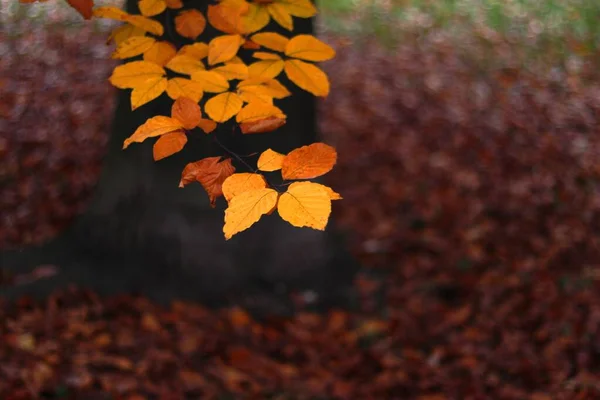 Zbliżenie żółtych liści na gałęzi drzewa z kolorowymi liśćmi i drzewami na rozmytym tle — Zdjęcie stockowe