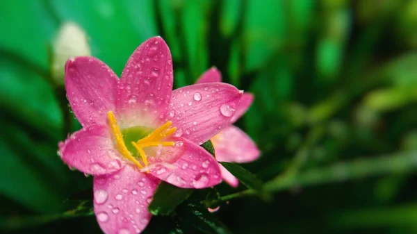 Primer plano de una flor rosa con gotitas de agua — Foto de Stock