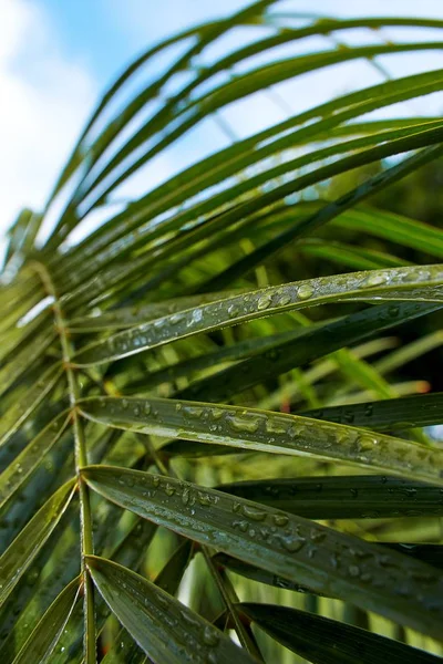 Een Verticaal Close Shot Van Een Groene Plant Bedekt Met — Stockfoto