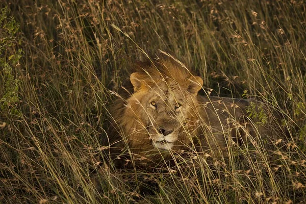 Ein Prächtiger Löwe Liegt Auf Einem Feld Hinter Dem Hohen — Stockfoto