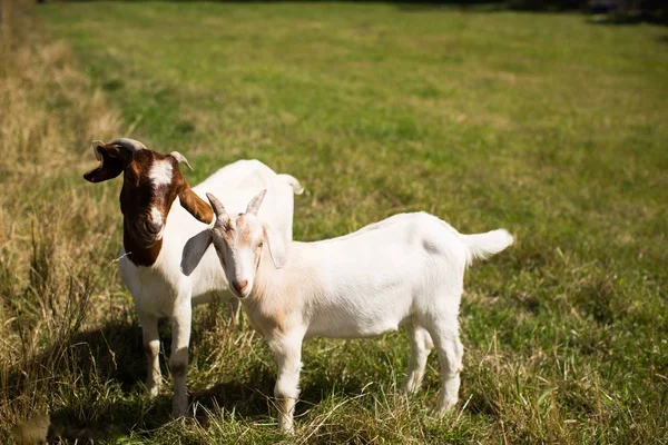 Para uroczych kóz jedzących trawę na trawiastym polu — Zdjęcie stockowe