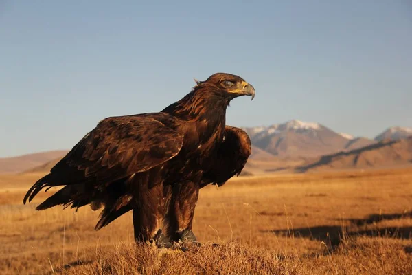 Picture of a golden eagle ready to fly in a deserted area with mountains on the blurry background — Stock Photo, Image