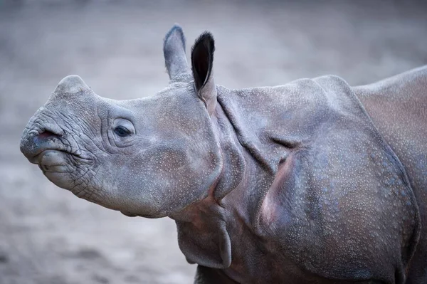 A closeup shot of an Indian rhino with a blurred background