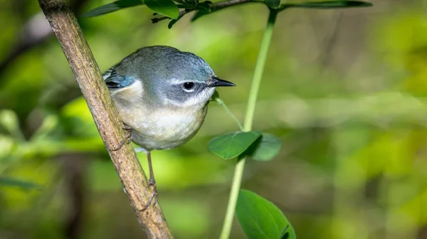 Black Throated Blue Warbler Oak Harbor Daki Magee Marsh Vahşi — Stok fotoğraf