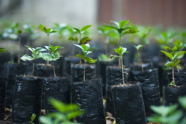 Primo piano di piante che crescono in contenitori neri in una serra — Foto Stock