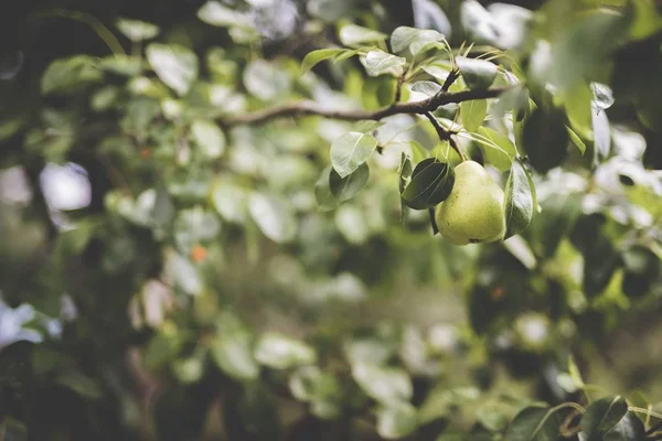 Närbild skott av en grön päron fäst vid en gren med en suddig naturlig bakgrund — Stockfoto