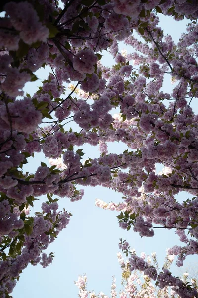 Eine Vertikale Aufnahme Schöner Rosafarbener Kirschblüten Unter Dem Strahlenden Himmel — Stockfoto