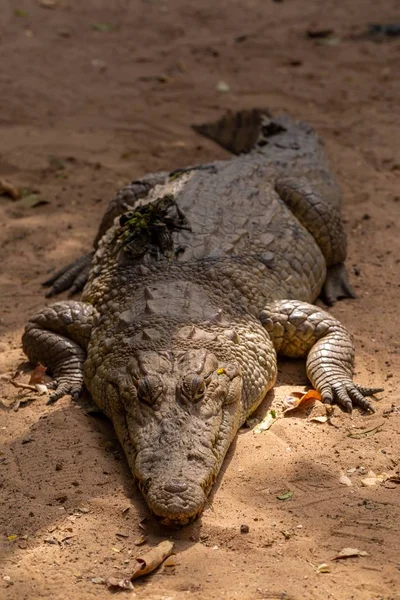 Close Enorme Crocodilo Rastejando Chão Senegal — Fotografia de Stock