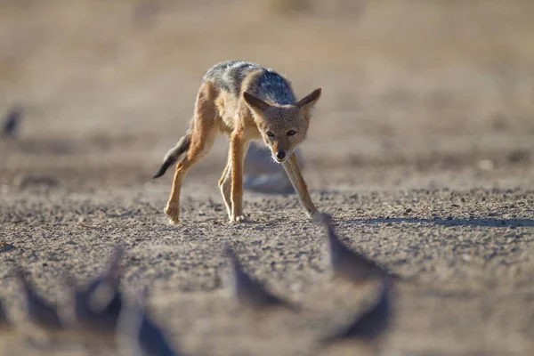 Renard argenté essayant de chasser des oiseaux dans le désert — Photo