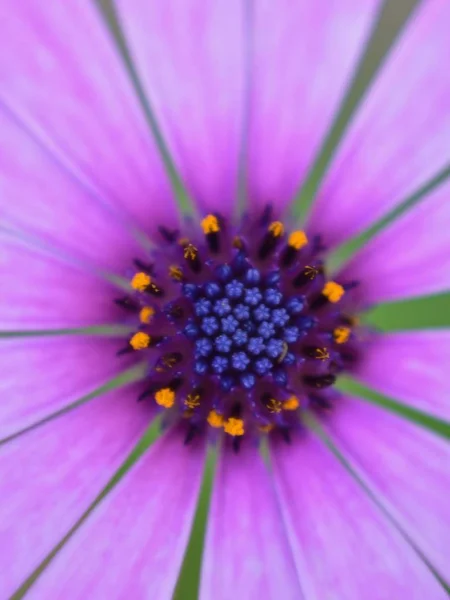 Selective focus shot of the inner petals of a pink African daisy flower — Stock Photo, Image