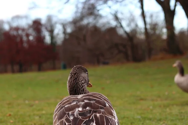 Primer plano de un pato marrón caminando en un parque con patos y árboles sobre un fondo borroso durante el otoño —  Fotos de Stock