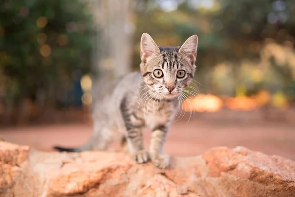 Selektive Fokusaufnahme eines schönen Kätzchens auf einem großen Felsen in einem Park — Stockfoto
