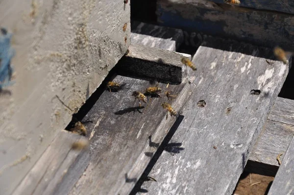 Μια Επιλεκτική Φωτογραφία Μιας Ομάδας Μελισσών Που Πετούν Τριγύρω Απολαμβάνοντας — Φωτογραφία Αρχείου