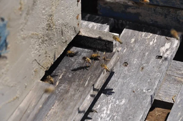 Enfoque Selectivo Grupo Abejas Volando Por Ahí Disfrutando Libertad —  Fotos de Stock