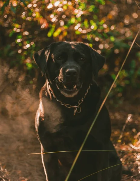 Picture of  a black labrador sitting on a ground surrounded by greenery and lights in Portugal — Stok fotoğraf