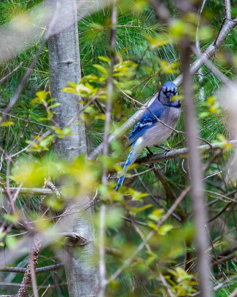 Gros plan vertical d'un oiseau de geai bleu mignon assis sur une branche d'arbre — Photo