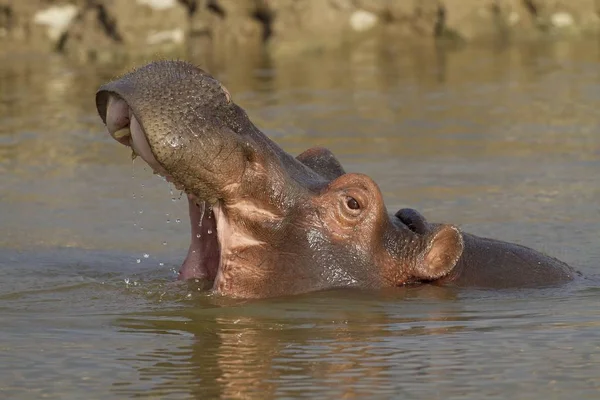 Primo Piano Ippopotamo Nell Acqua Con Bocca Aperta — Foto Stock