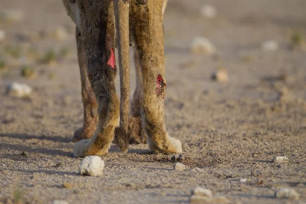 A lion with scarred and damaged legs on the sand covered ground