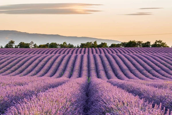 프랑스 프로방스의 푸이 모이스 손에 있는 라벤더 밭의 숨막힐 듯 한 풍경 — 스톡 사진