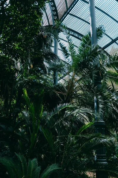 Plan vertical de beaux arbres verts à l'intérieur d'un hangar pendant la journée — Photo