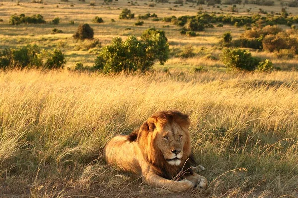 Een Prachtige Leeuw Zit Trots Krachtig Het Midden Gras Bedekt — Stockfoto