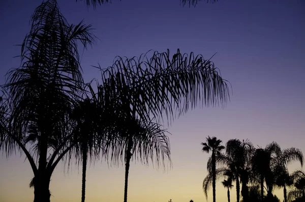 Uma Imagem Silhuetas Palma Sob Céu Azul Durante Pôr Sol — Fotografia de Stock