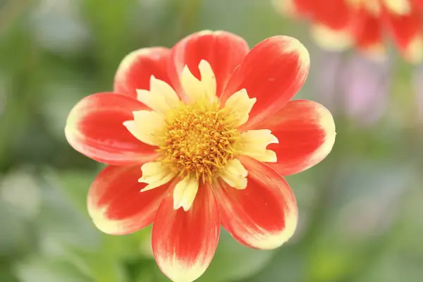 Primo Piano Fiore Giallo Rosso Campo Fiori Immersi Nel Verde — Foto Stock