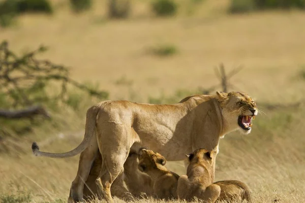 Leões Bebés Que Alimentam Leite Mãe Capturados Meio Selva — Fotografia de Stock