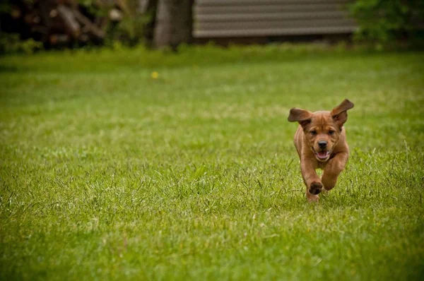 Cane bruno carino e felice che corre su un campo erboso — Foto Stock