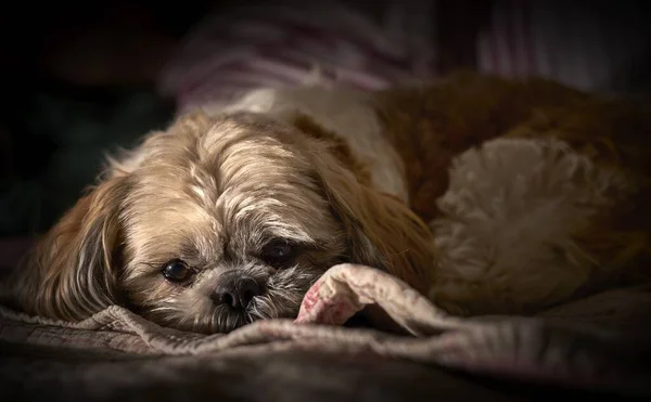 Mignon chien Shih-poo moelleux posé sur une couverture avec un fond flou — Photo