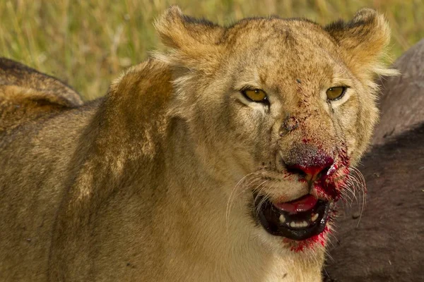 Μικρό λιοντάρι που τρέφεται άγρια από ένα νεκρό ζώο στις αφρικανικές ζούγκλες. — Φωτογραφία Αρχείου