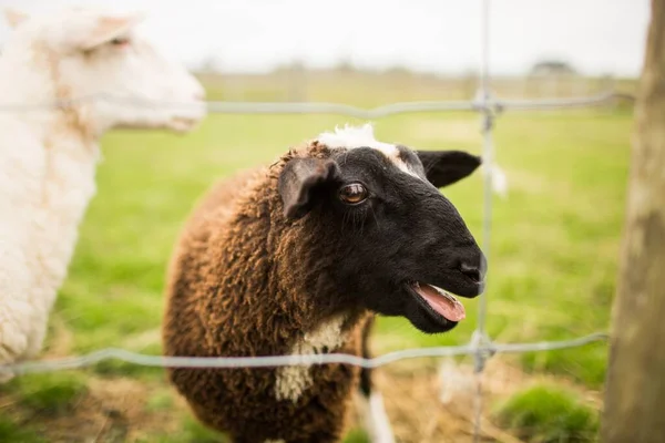 Braunes und weißes Schaf hinter einem Zaun mit Stacheldraht — Stockfoto