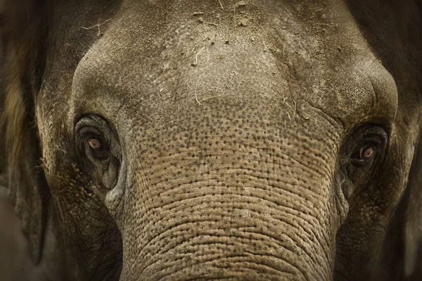 Zbliżenie Twarz Błotnistego Słonia — Zdjęcie stockowe