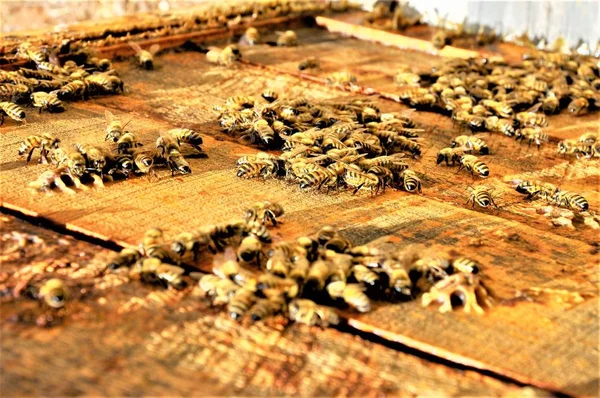 一群蜜蜂拍下了一只蜂窝里装满了美味蜂蜜的特写镜头 — 图库照片