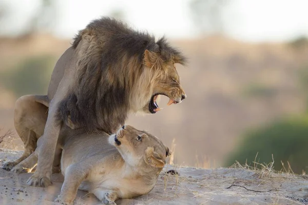 Το λιοντάρι και η λέαινα παίζουν στο βράχο στη μέση της ζούγκλας. — Φωτογραφία Αρχείου