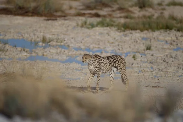 Selektiv fokus skott av en gepard promenader med en suddig bakgrund — Stockfoto