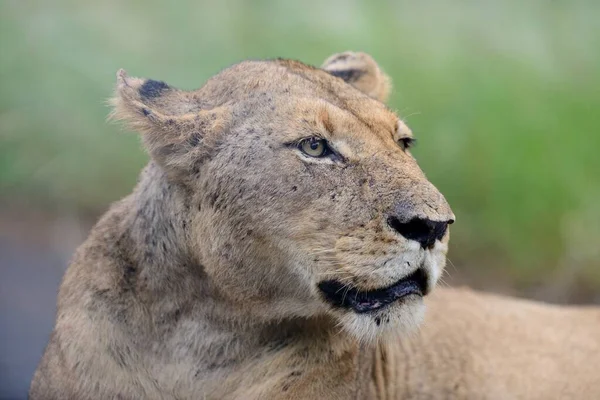 Afrika ormanlarında bir yolda muhteşem bir dişi aslanın yakın çekimi. — Stok fotoğraf