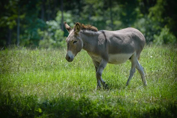 Close-up shot van een schattige onschuldige ezel lopen op het gras met wazig achtergrond — Stockfoto