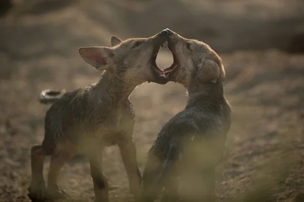 Captura selectiva de enfoque de perros lobo jugando con la boca abierta — Foto de Stock