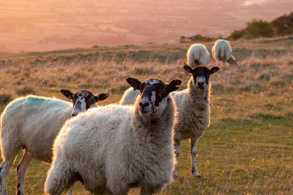 Herd White Sheep Grassy Field Pasture — Stock Photo, Image