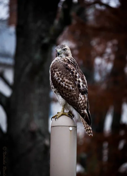 A vertical shot of a cute red-shouldered hawk standing on a stick