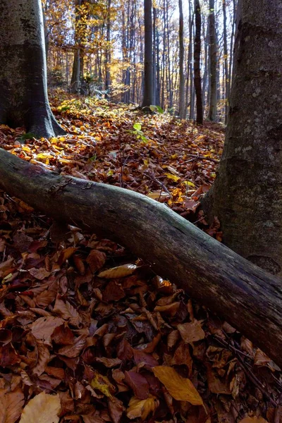 Tiro vertical de un bosque con hojas caídas en el suelo en la montaña Medvednica en otoño —  Fotos de Stock