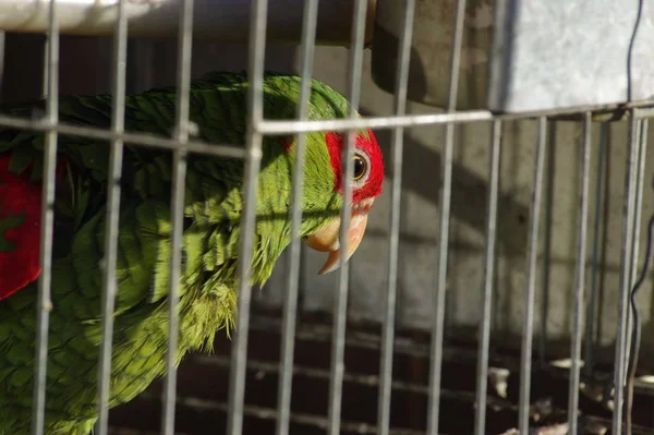 Closeup tiro de um papagaio vermelho e verde em uma jaula — Fotografia de Stock