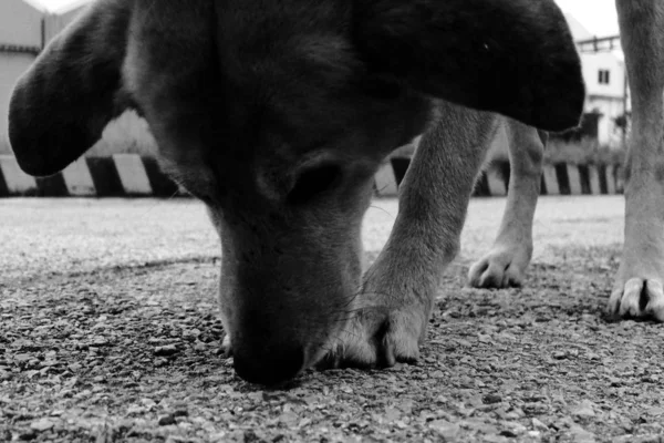 Eine Graustufen Nahaufnahme Eines Hundes Der Vom Boden Aus Frisst — Stockfoto