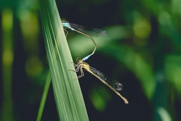 Fechar-se de uma donzela em uma grama longa em um parque com um fundo embaçado — Fotografia de Stock